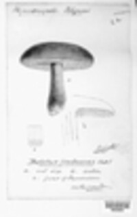 Gyroporus castaneus image